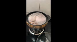 Sphynx Cat Prefers to Sleep in a Casserole as Her Nest in Southwest China