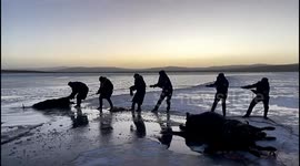 Police and locals save 9 stranded yaks from frozen lake in China