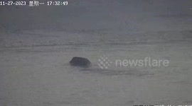Fearless wild boar spotted unbelievably swimming across Yangtze River