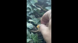 'Made My Day!' - Man is ecstatic after mouse family embraces his hand-feeding offer