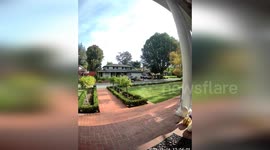 The Great Egret Captured by The Doorbell Camera in Los Altos, CA, USA