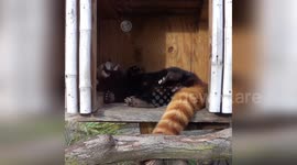Adorable Red Panda Takes A Nap in Milwaukee County, WI, USA