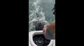 Audacious sea lion LITERALLY SIGNALS 'NO' to tourists offering him a dead fish