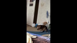 Brave Barsik conquers balloon obstacle: a hilarious escape saga