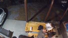 Black bears sneak up on guests at mountain cabin guests in Tennessee