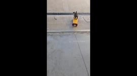 She Was A Skater Cat, She Said See You Later Cat