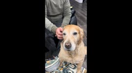 Golden Retriever Isn't Done Getting Pets