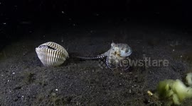 Octopuses Battle Over Shell
