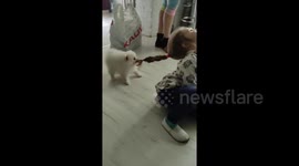 Adorable bond: Peach the dog finds playmate in chuckling child's ponytail