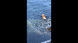 This mischievous dog will only shake water off its back when stood right next to owner