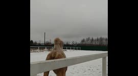 Camel Sees Snow For the First Time