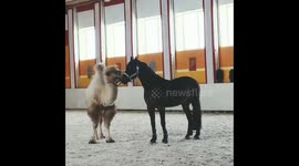 Playful Camel Sounds Like a Barking Dog