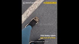 Baby Robin Falls Out of Tree