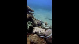 Captivating chase: moray eel snatches red banded coral shrimp