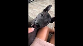 Playful bond: Maximo the hairless Xolo enjoys interactive fun with owner in Tampa Bay