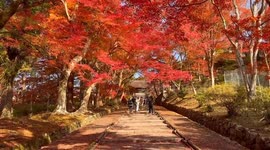 Japan: Autumn Foliage Decorates Kyoto Temples 3