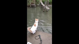 Pet cat makes giant leap from boat toward riverbank