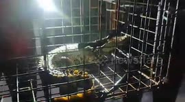 Forest officials capture crocodile after it was spotted inside drain in southern India