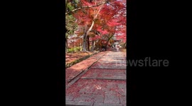 Japan: Autumn Foliage Decorates Kyoto Temples 7