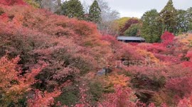 Japan: Autumn Foliage Decorates Kyoto Temples 5