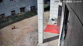 Dog unleashes comical rage in barks after finding breakfast stolen