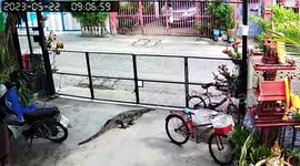 Huge monitor lizard explores Thai family's garage and hides behind Buddhist shrine
