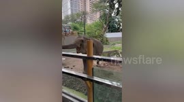 World's saddest elephant and the only jumbo in the Philippines dies aged 43