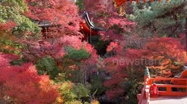 Beautiful autumn foliage decorates Kyoto temples