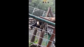 Panda has adorable water fight with zookeeper in China