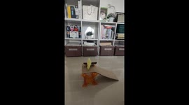 Pet forpus bird rides skateboard down makeshift ramp