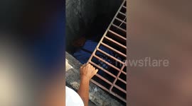 Kind passerby climbs down drain to save kitten