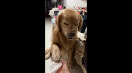 Golden Retriever Reluctantly Accepts Paw Cleaning in Northern China