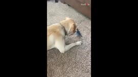 Adorable dog loves to play around with a budgerigar *Wholesome Interaction*