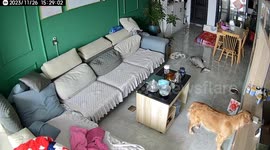 Smart golden retriever skillfully operates speaker to enjoy her favourite tunes