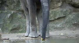 Adorable Elephants At The World's Oldest Zoo Devour Tasty Autumn Leaves in Vienna, Austria