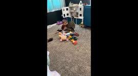 Cat does a flip to get the attention of her favorite human toddler *Hilarious*