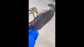 Unexpected Encounter: Wild Peregrine Falcon Flies into Passing Woman's Hand in Southern China