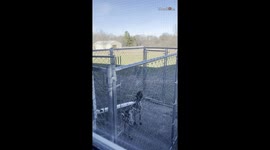 Super athletic German Shorthaired Pointer jumps out of his 6-foot kennel