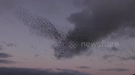 Starling murmuration's stunning twists and turns above photographer in Cornwall