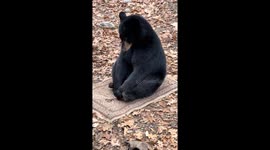 Black Bear Plays With Rug