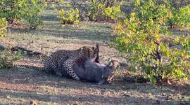 Leopard Tears At Warthog Heart