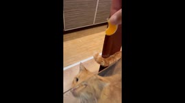 Mandarin-coloured cat eats mandarin oranges