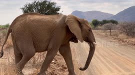 Herd of elephants passing a group of visitors during their stay at Pilanesberg National Park in South Africa