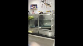 Lazy Lab Slacks Off During Water Therapy