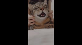 Massaging the cat was so comfortable that the cat actually said so many