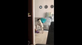 French Bulldog Lacks A Butt