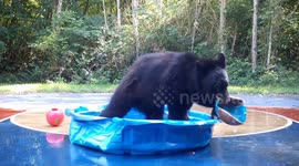 Bear Plays In The Pool