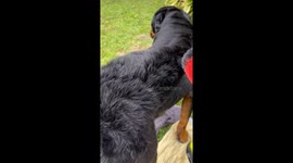 How To Pamper Your Dog