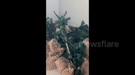 Playful cat toppled Christmas tree: mischievous festive antics!