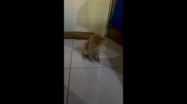 Sleepy feline serenity: a cat's peaceful drift into slumber